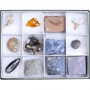 kenis  12TS 標準化石標本