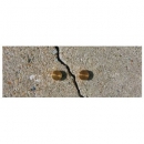 マイゾックス CD-100 克拉克盤